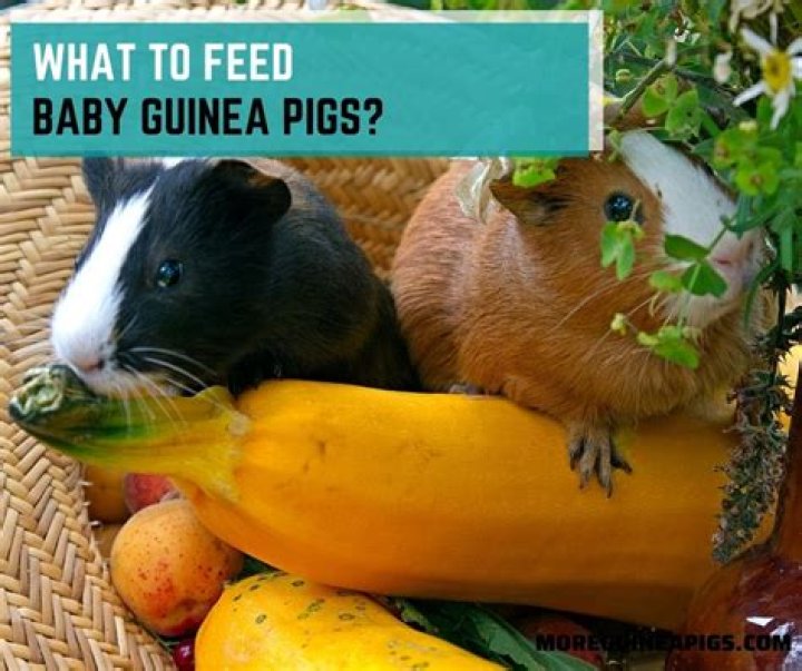 Can you hand feed a baby guinea pig?