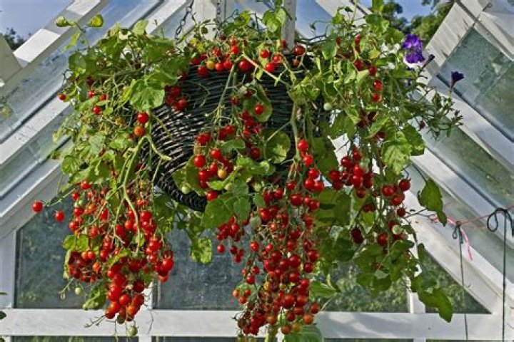 Can you hang tomato plants upside down