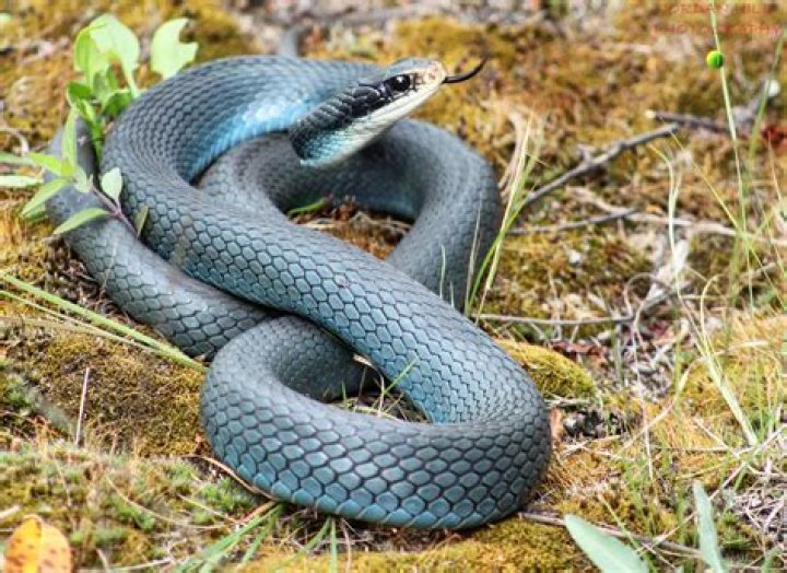 Can you have a blue racer snake as a pet