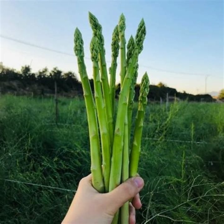 Can you plant asparagus in the fall
