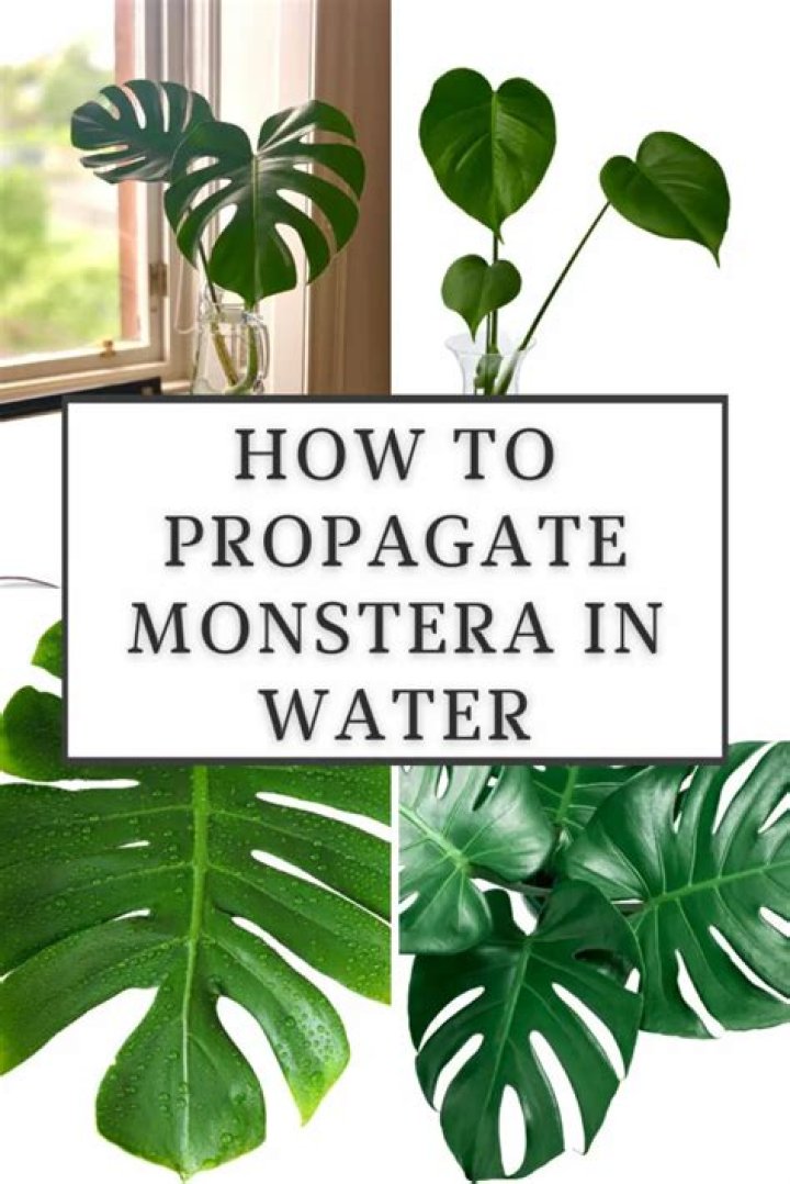 Can you propagate Vinca in water