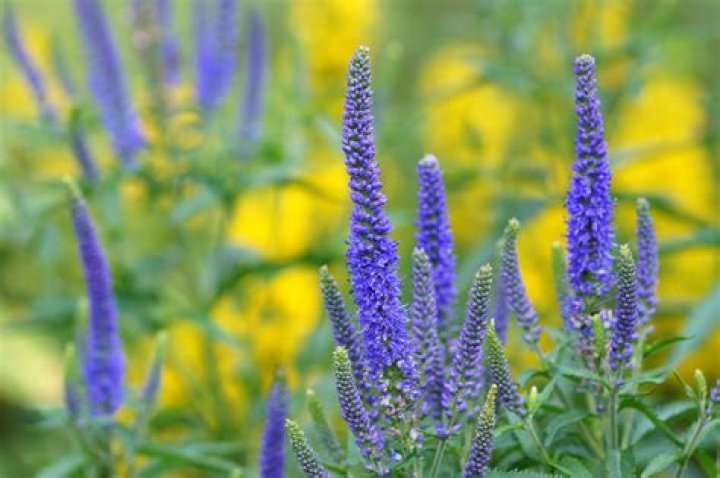 Can you split Veronica plants