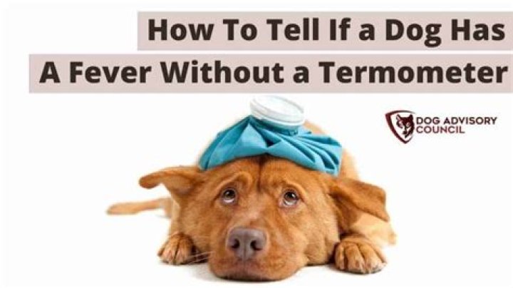 Can you tell if a dog has a fever by touch