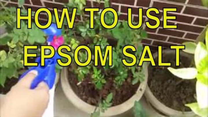 Can you use Epsom salt in the garden