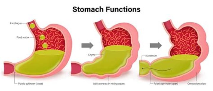 Can your stomach lining repair itself