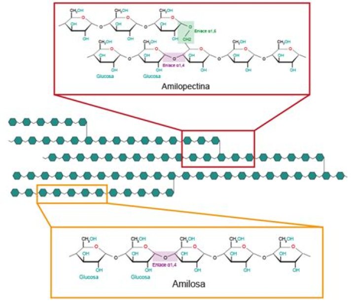 ¿Cuál es la diferencia entre la amilosa y amilopectina