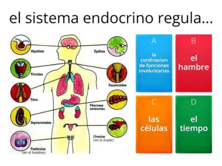 ¿Cuáles son los órganos del sistema endocrino