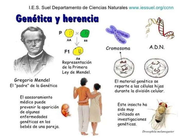 ¿Cuándo surge la genetica mendeliana