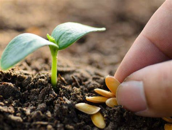 Do Acers produce seeds