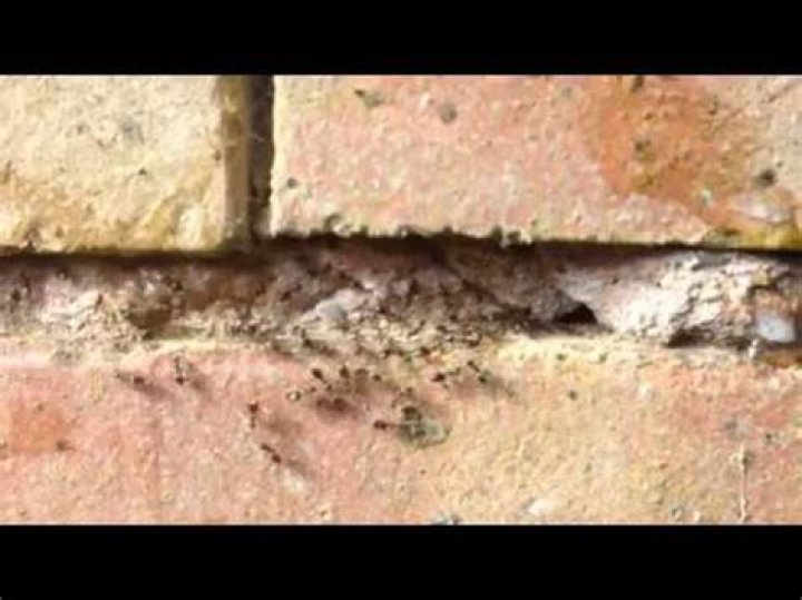 Do ants eat brick mortar