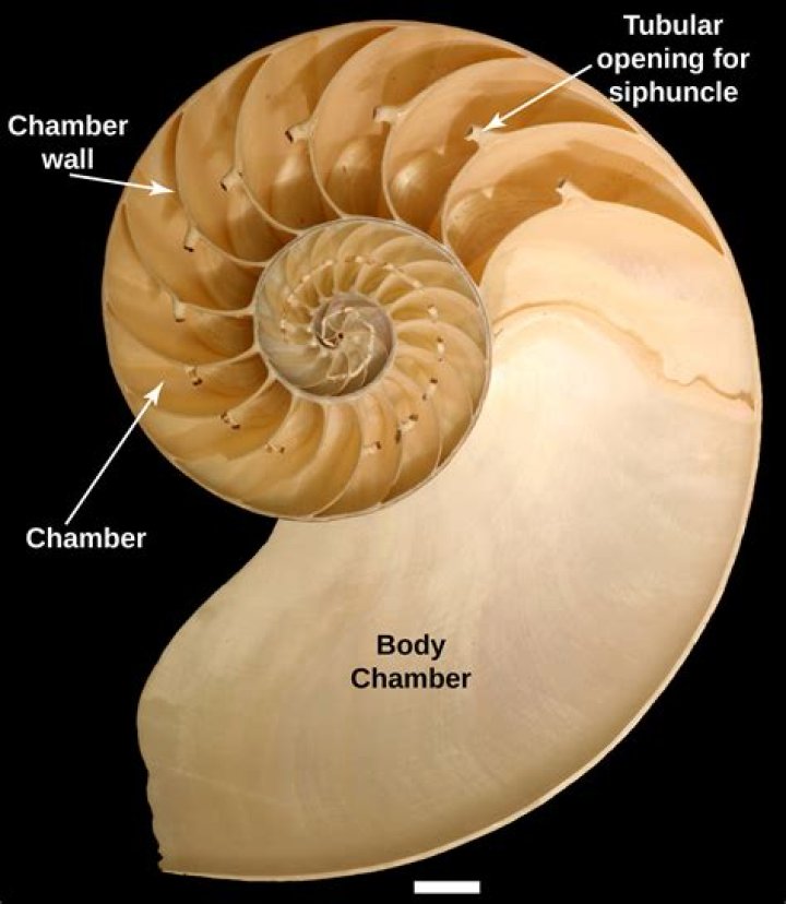 Do any cephalopods have shells?