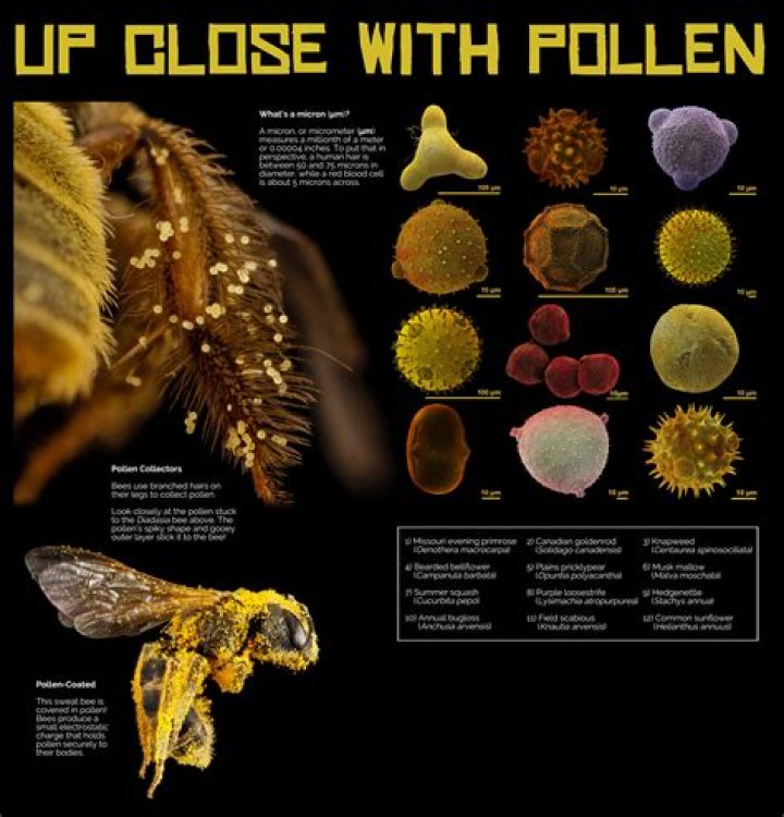 Do bees collect tree pollen