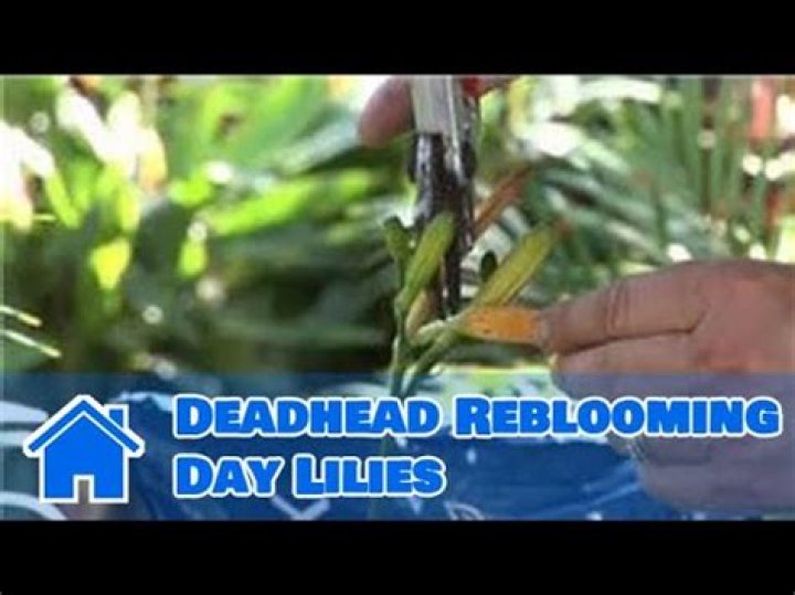 Do canna lilies rebloom