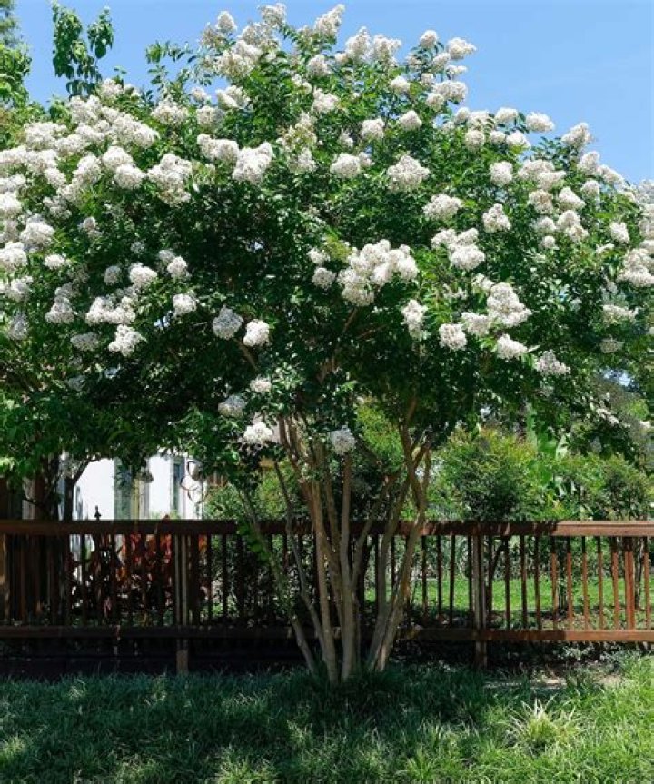 Do crepe myrtles grow in Tennessee