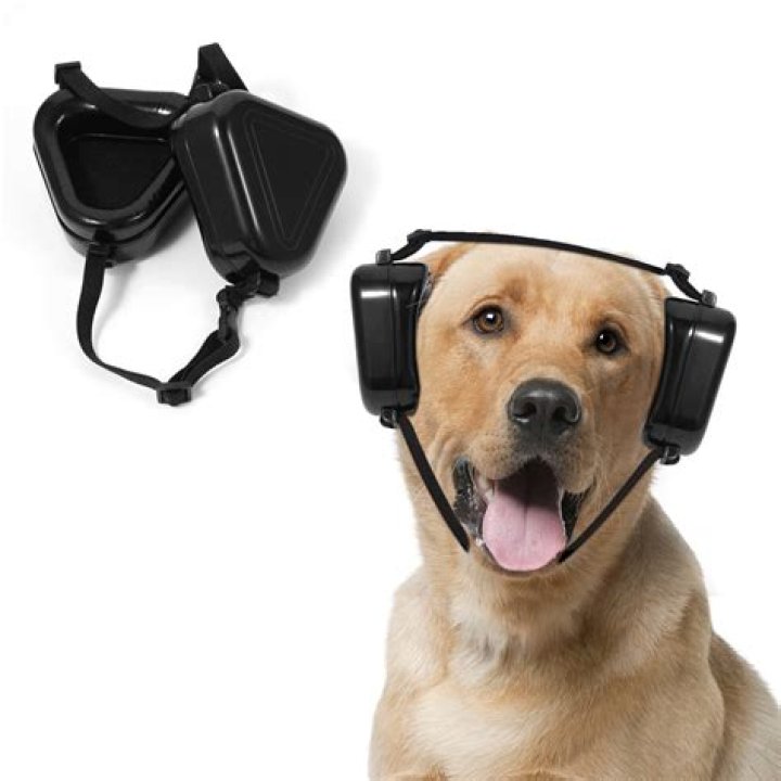 Do dogs need hearing protection in airplanes?