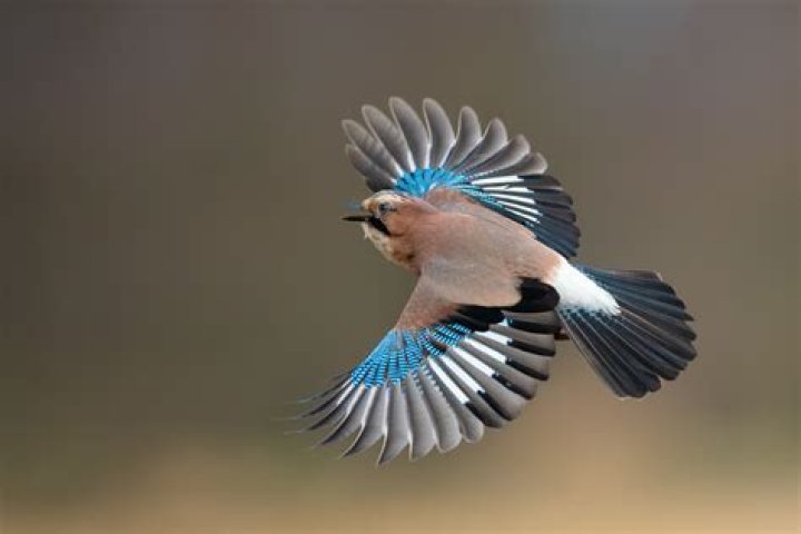 Do Eurasian jays migrate