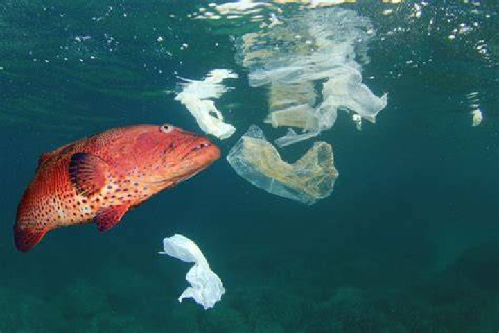 Do fish eat human feces?