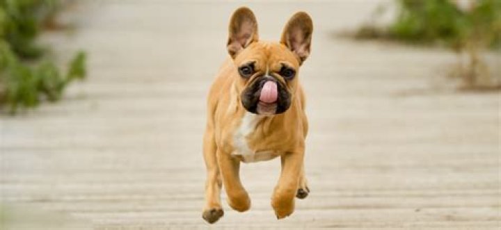 Do French bulldogs shed like pugs