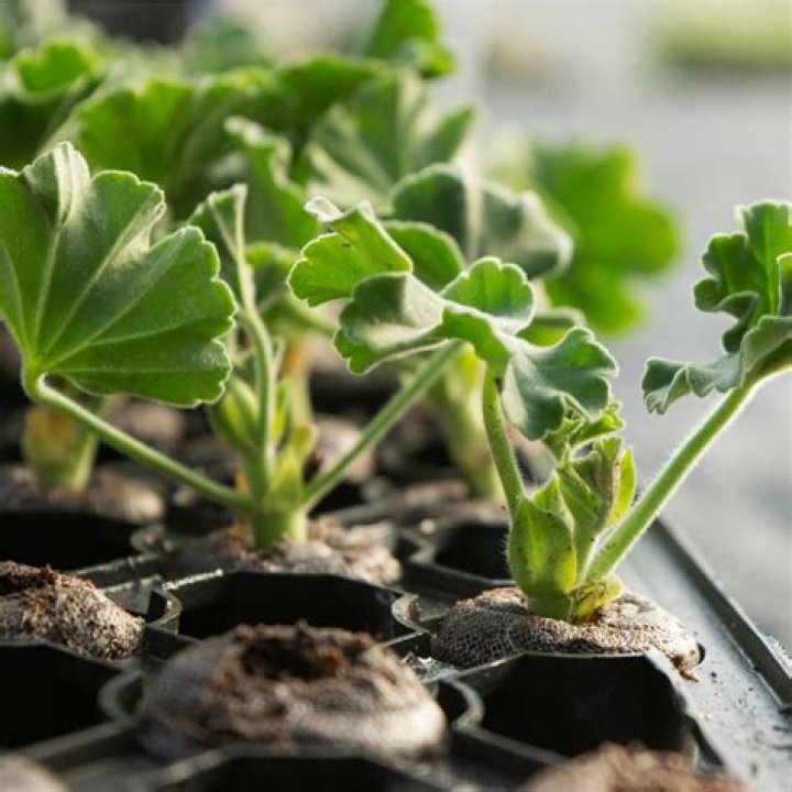 Do geraniums need protection from frost?