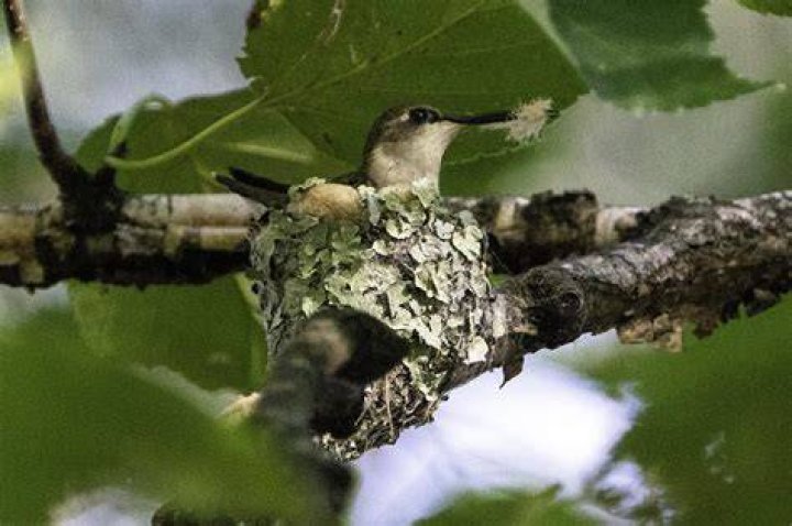 Do hummingbirds come back to the same nest