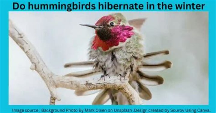 Do hummingbirds hibernate in the winter