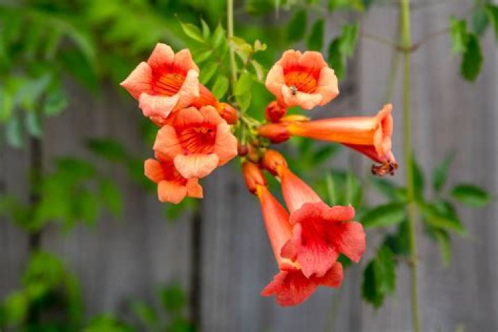 Do I cut back trumpet vines