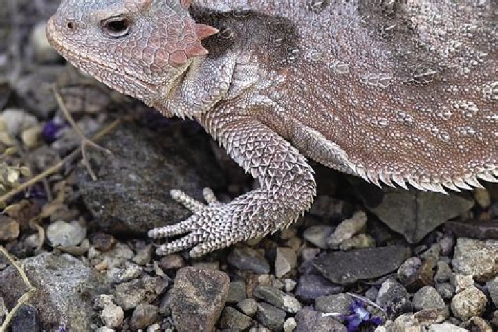 Do lizards have vertebrae