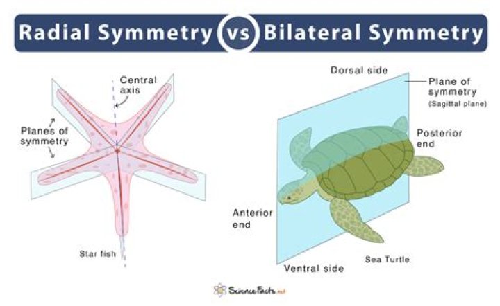 Do mammals have bilateral symmetry