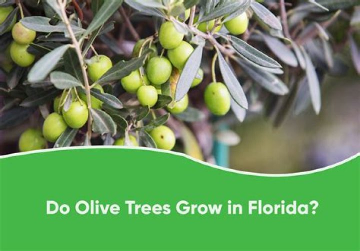 Do olives grow on new growth