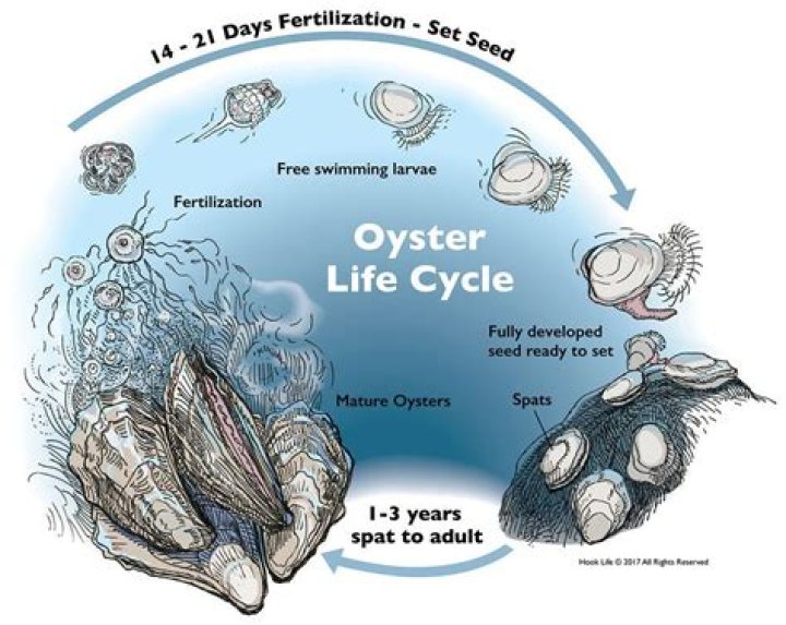 Do oysters move