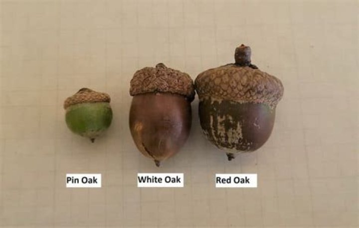 Do red oak acorns need to be stratified?
