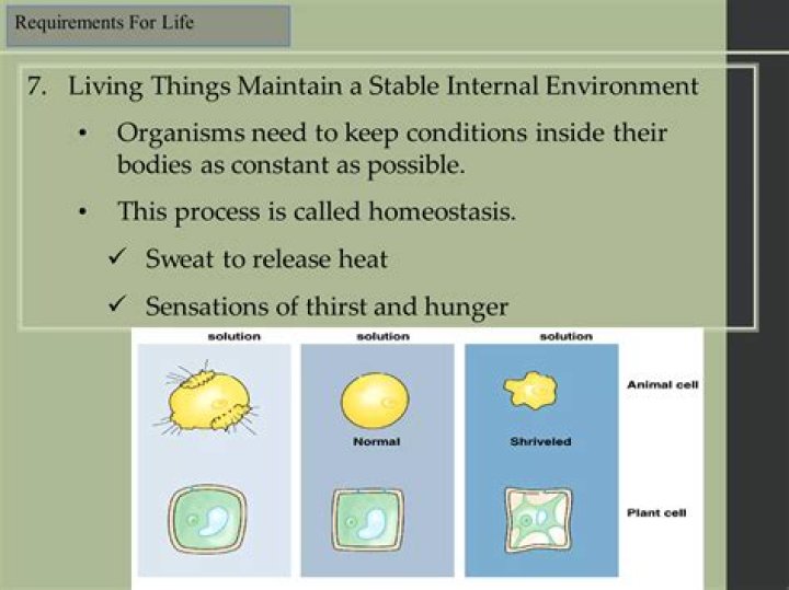 Do viruses maintain a stable internal environment
