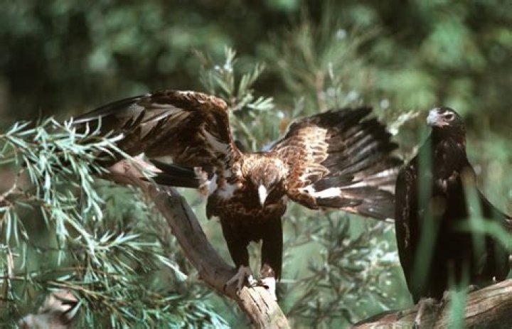 Do wedge-tailed eagles eat koalas?