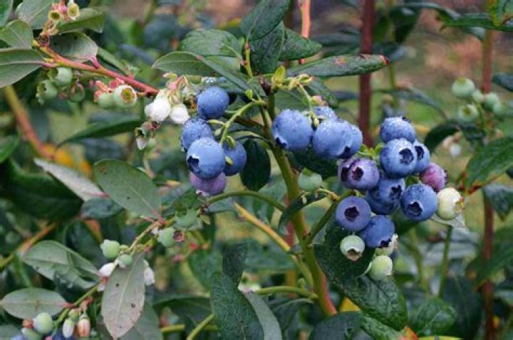 Do wild blueberries grow in Australia