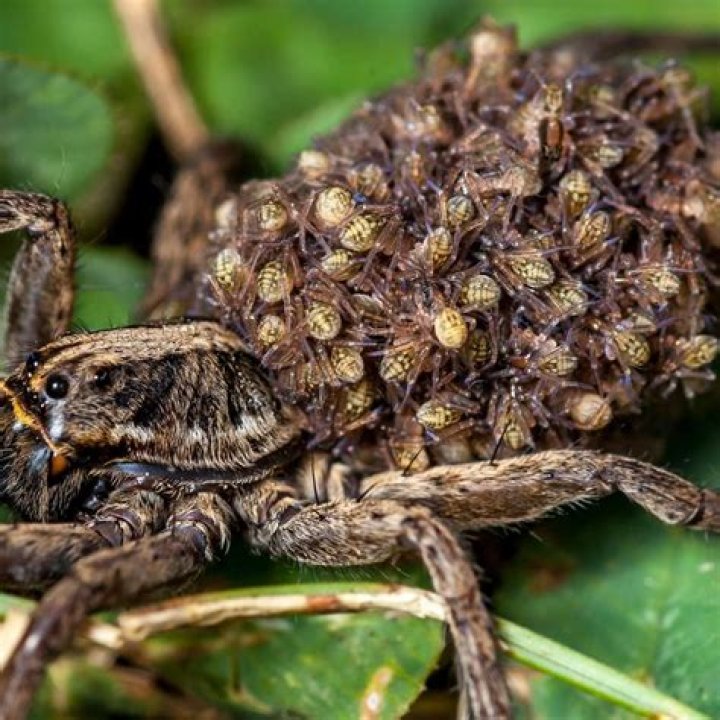 Do wolf spiders die after they have babies