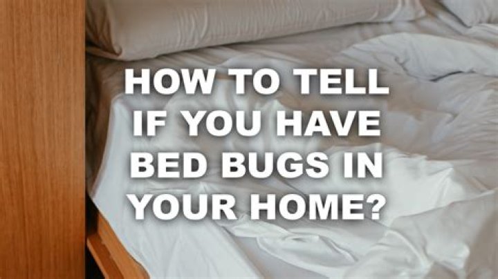 Do you have to get rid of your mattress if you have bed bugs