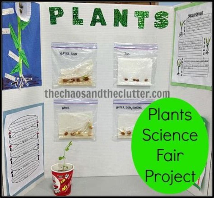 Does caffeine affect plant growth science fair project