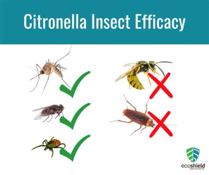 Does citronella repel deer flies
