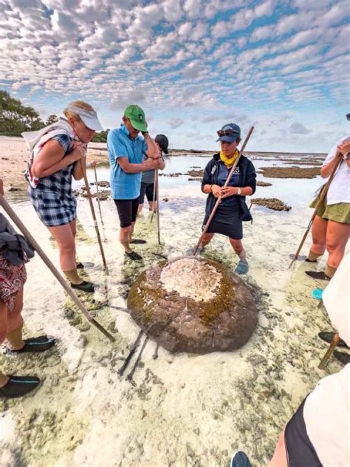Does Lady Elliot Island have stingers