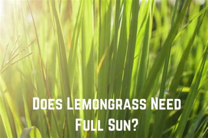 Does lemongrass need full sun