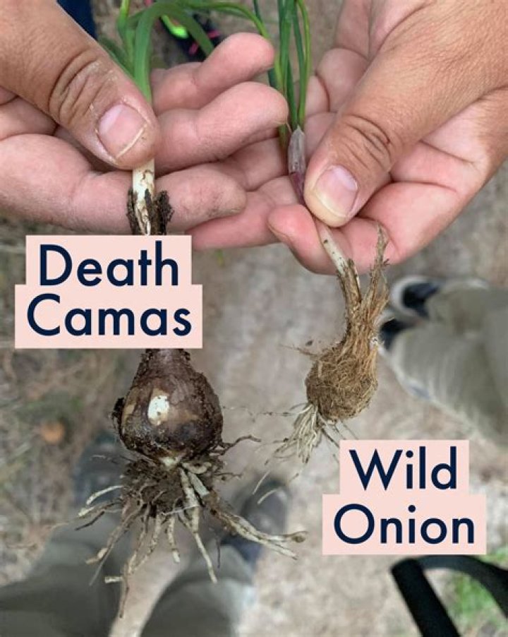 Does lime kill wild onions