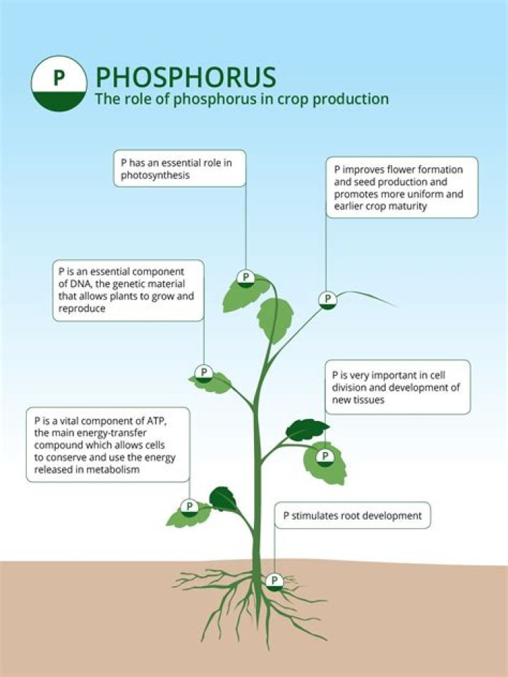 Does phosphorus promote flowering