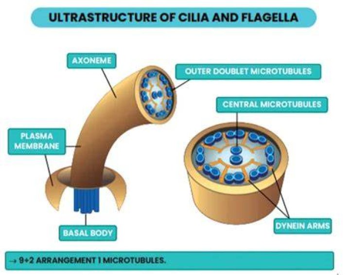 How are basal bodies related to cilia and flagella