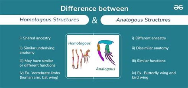 How are homologous and analogous structures similar