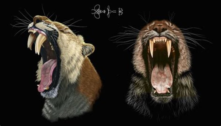 How big can a saber tooth tiger get?