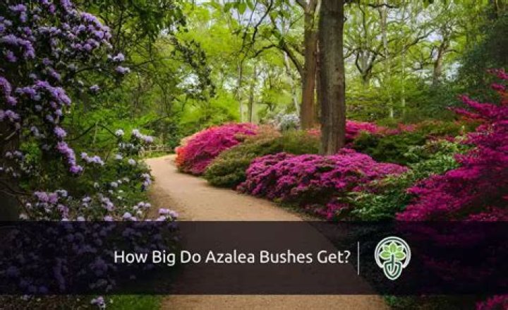 How big do abelia bushes get?