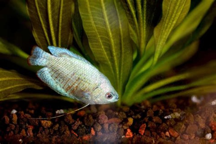 How big do blue dwarf Gouramis get