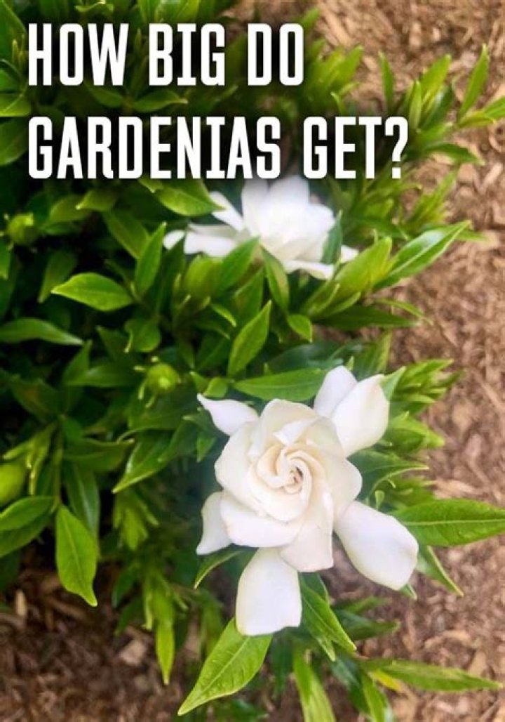 How big do daisy gardenias get