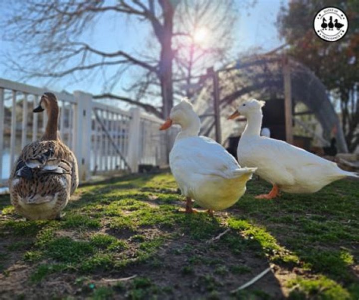How big does my duck house need to be