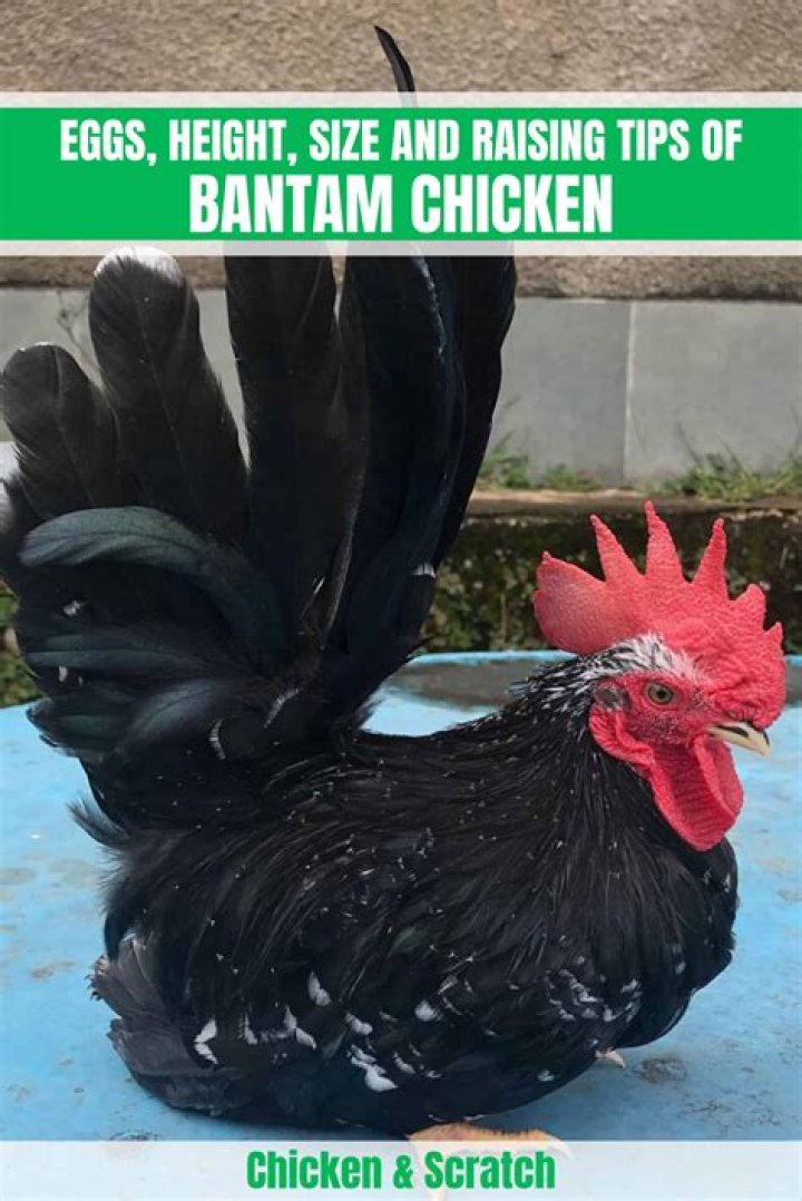 How big is a bantam hen?